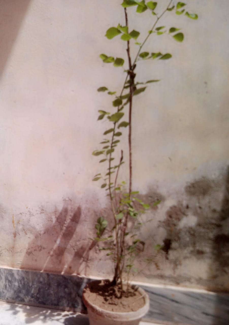 Planting Hope for a Greener Tomorrow
