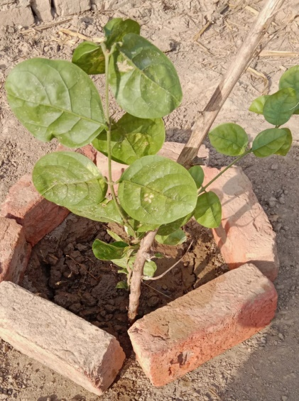 A Small Plant, A Big Vision