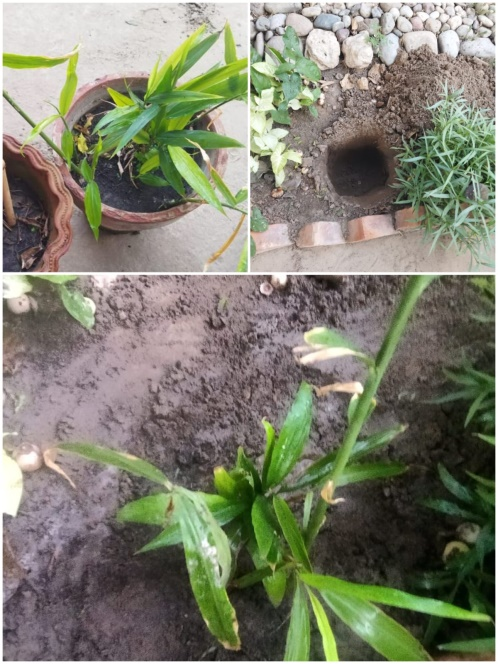 Cultivating Responsibility Through Nature